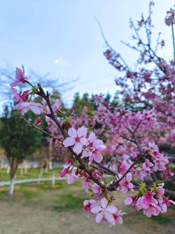 帽峰山櫻花谷（圖片來源：小紅書@廣州帽峰山）