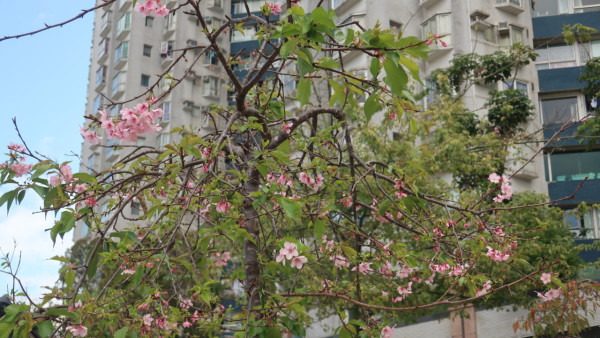 啟德採花賊狂摘茶花！自備大袋狼死「入貨」！被喝止仍懶理密密摘