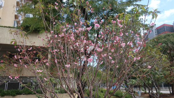 啟德採花賊狂摘茶花！自備大袋狼死「入貨」！被喝止仍懶理密密摘