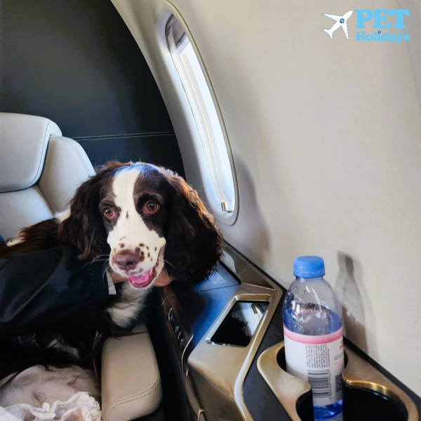 寵物旅遊「愛寵齊飛」（圖片來源︰FB@Pet Holidays 寵物假期）