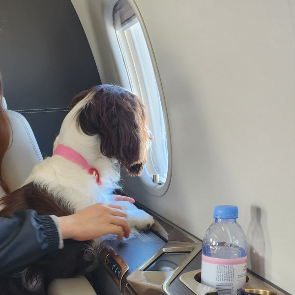 寵物旅遊「愛寵齊飛」（圖片來源︰FB@Pet Holidays 寵物假期）