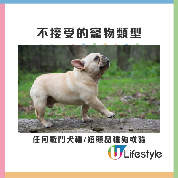 寵物旅遊申請懶人包︱香港航空寵物同機同艙飛日本 申請流程+收費+限制要求 