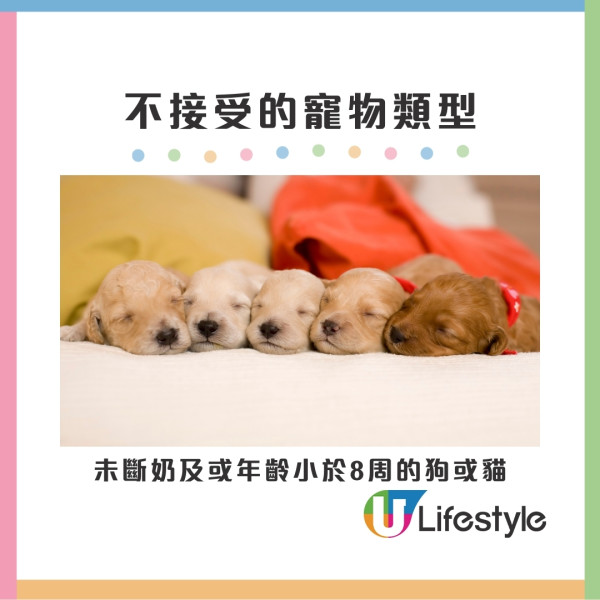 寵物旅遊申請懶人包︱香港航空寵物同機同艙飛日本 申請流程+收費+限制要求 