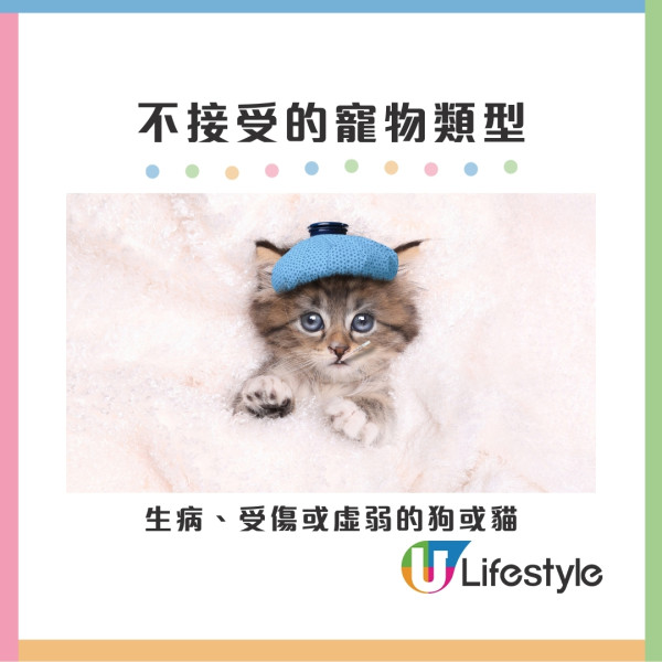 寵物旅遊申請懶人包︱香港航空寵物同機同艙飛日本 申請流程+收費+限制要求 