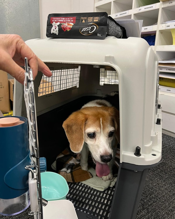 旅客必須提前「寵物假期」商議寵物返回香港航程的安排。（圖片來源︰FB@Pet Holidays 寵物假期）