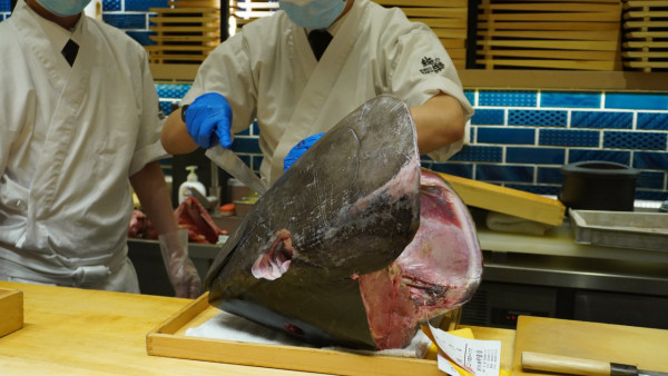 鮨樂4大優惠! $18無限換日本豐洲直送大拖羅壽司/送原板海膽/全單 8 折  附分辨冰鮮同急凍吞拿魚知識!