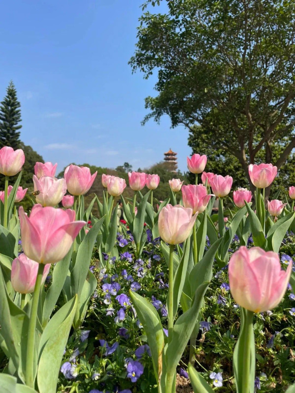 深圳仙湖植物園（圖片來源：深圳市仙湖植物園微信公眾號）