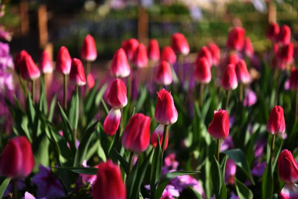 深圳仙湖植物園（圖片來源：深圳市仙湖植物園微信公眾號）