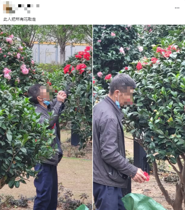 啟德採花賊狂摘茶花！自備大袋狼死「入貨」！被喝止仍懶理密密摘