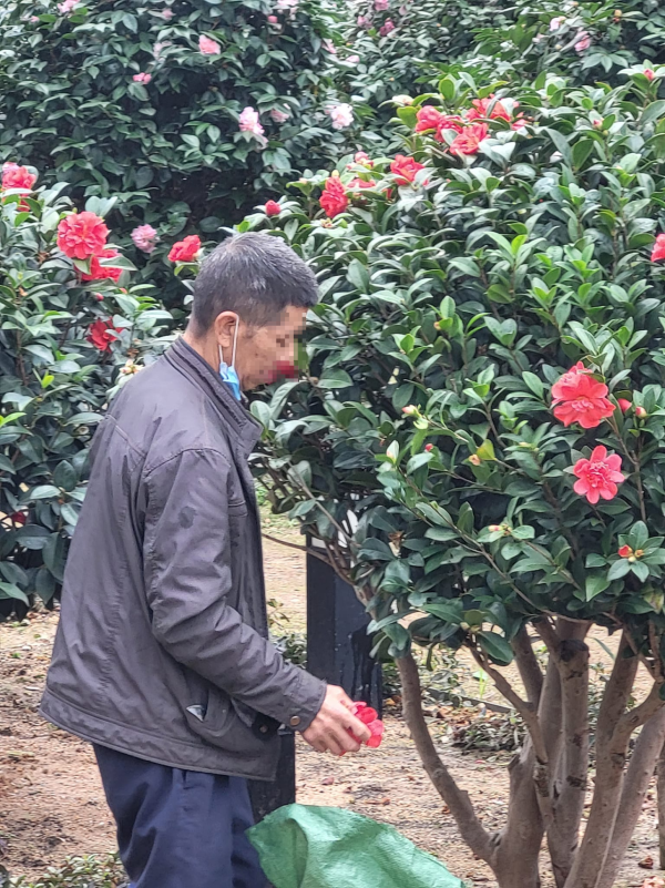 啟德採花賊狂摘茶花！自備大袋狼死「入貨」！被喝止仍懶理密密摘