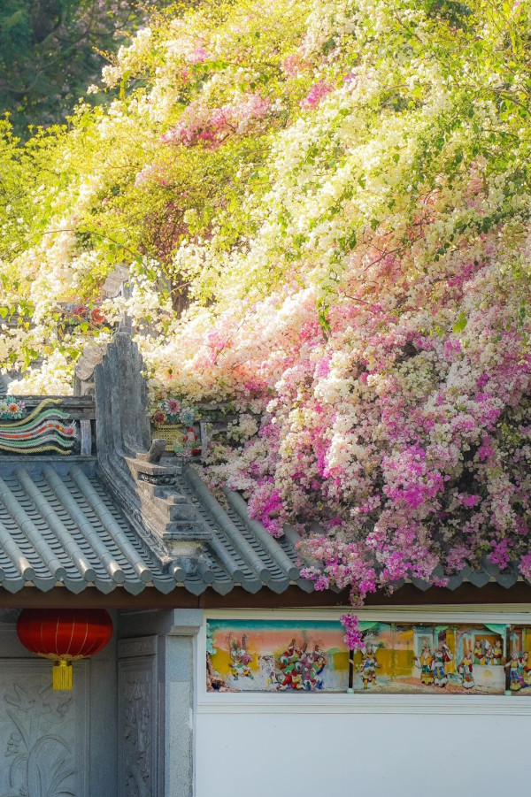 園博園三角梅（圖片來源：小紅書＠有玉而安）