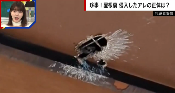 東京迪士尼失手機5個月後奇蹟尋回！遊客大讚神級服務、網友紛紛分享經歷！