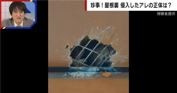 日本熊竟在馬路扮死「翻生」玩突襲！專家都被騙遭咬傷 