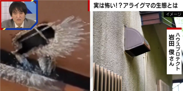 日本熊竟在馬路扮死「翻生」玩突襲！專家都被騙遭咬傷 