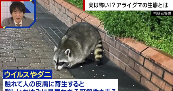 日本熊竟在馬路扮死「翻生」玩突襲！專家都被騙遭咬傷 