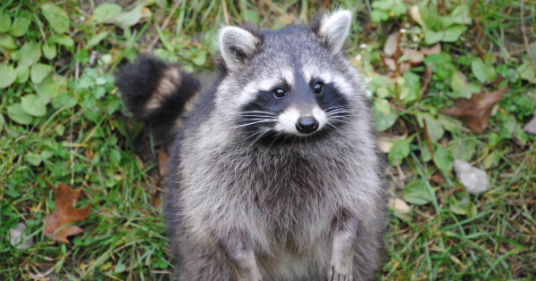 東京迪士尼失手機5個月後奇蹟尋回！遊客大讚神級服務、網友紛紛分享經歷！