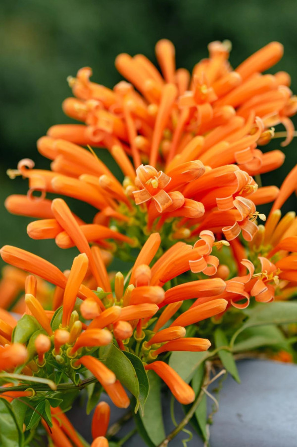 香蜜公園（圖片來源：幸福福田微信公眾號）