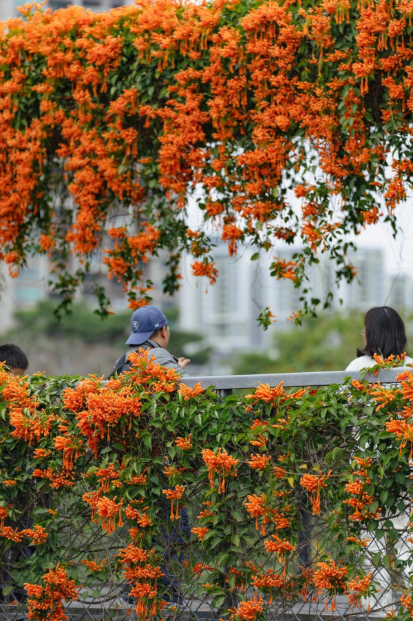 香蜜公園（圖片來源：幸福福田微信公眾號）