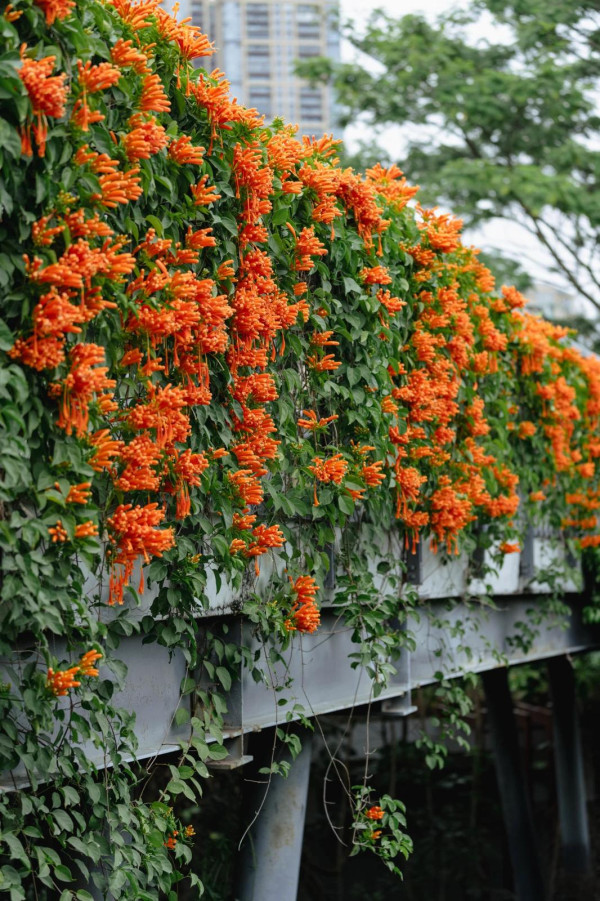 香蜜公園（圖片來源：幸福福田微信公眾號）