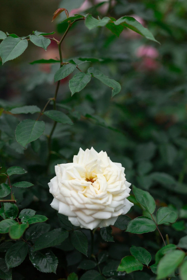 香蜜公園（圖片來源：深圳香蜜公園微信公眾號）