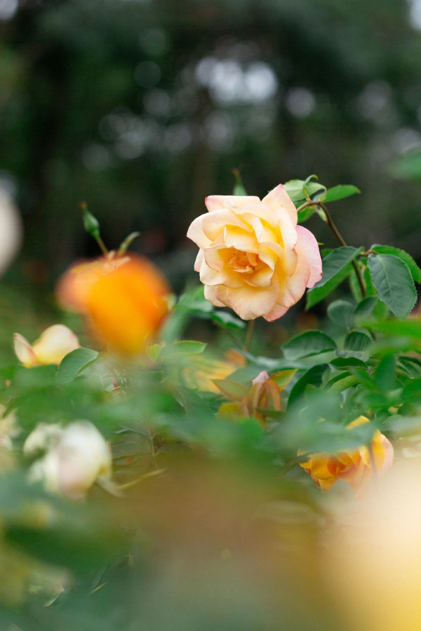 香蜜公園（圖片來源：深圳香蜜公園微信公眾號）