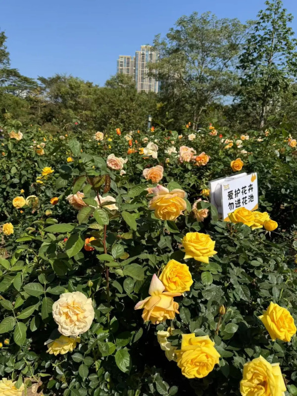 香蜜公園（圖片來源：小紅書＠小魚愛遛娃）