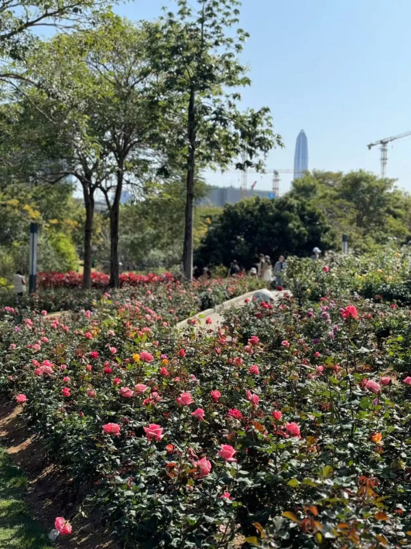 香蜜公園（圖片來源：小紅書＠小魚愛遛娃）