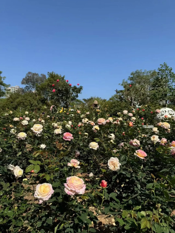 香蜜公園（圖片來源：小紅書＠小魚愛遛娃）