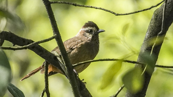 成都景點｜10大成都自由行景點合集！大熊貓園/博物館/雙子塔/古城/夜市 