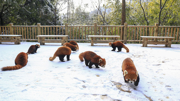 成都景點｜10大成都自由行景點合集！大熊貓園/博物館/雙子塔/古城/夜市 
