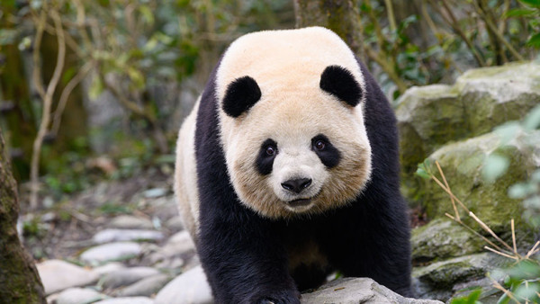 成都景點｜10大成都自由行景點合集！大熊貓園/博物館/雙子塔/古城/夜市 