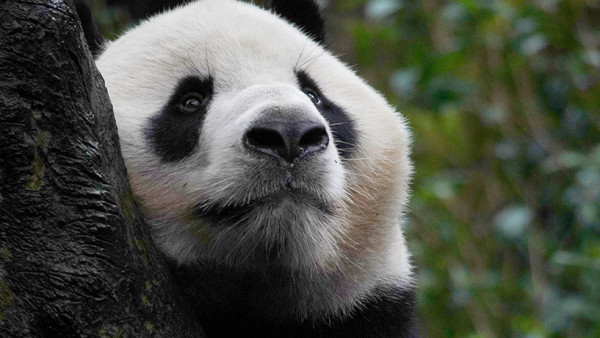 成都景點｜10大成都自由行景點合集！大熊貓園/博物館/雙子塔/古城/夜市 