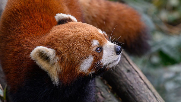 成都景點｜10大成都自由行景點合集！大熊貓園/博物館/雙子塔/古城/夜市 
