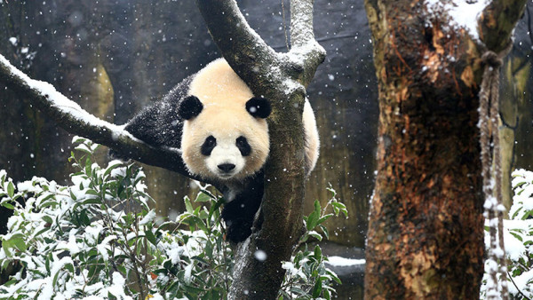 成都景點｜10大成都自由行景點合集！大熊貓園/博物館/雙子塔/古城/夜市 