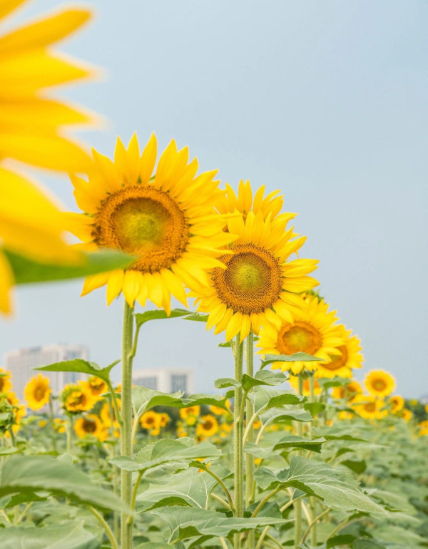 光明歡樂田園（圖片來源：光明歡樂田園微信公眾號）