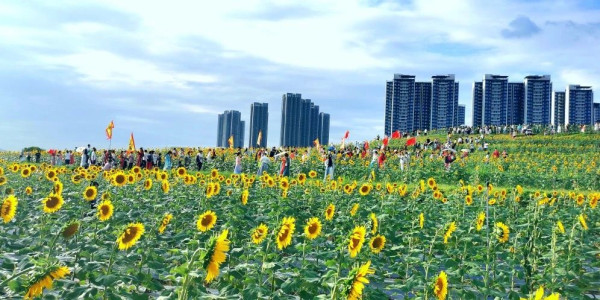 光明歡樂田園（圖片來源：光明歡樂田園微信公眾號）