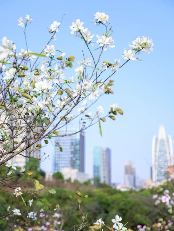 平湖生態園（圖片來源：深圳龍崗發布微信公眾號）