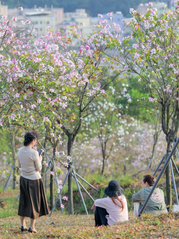 平湖生態園（圖片來源：深圳龍崗發布微信公眾號）