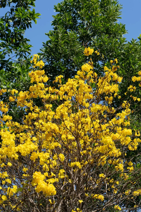 平湖生態園（圖片來源：平湖身邊事微信公眾號）