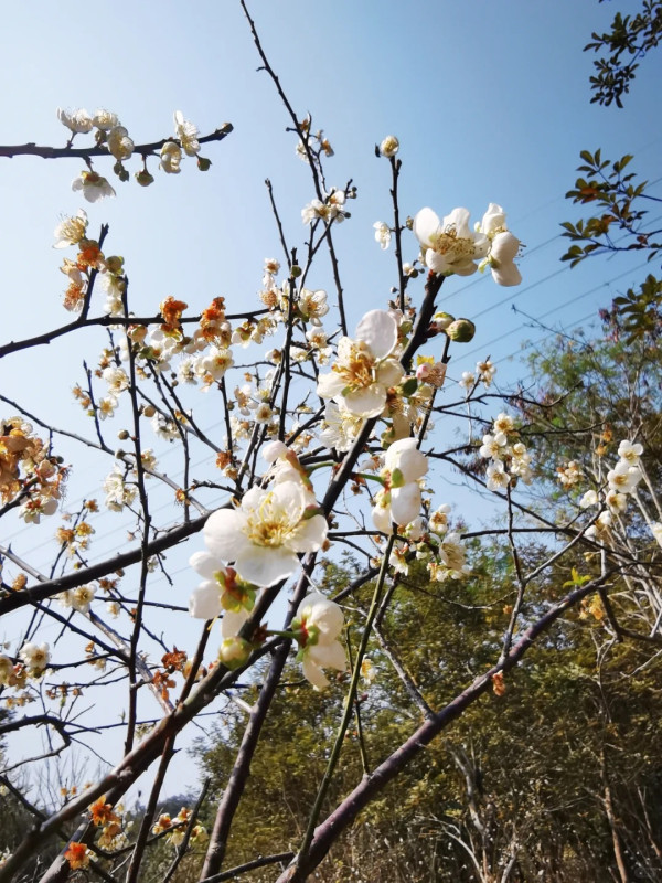 平湖生態園（圖片來源：小紅書＠雨過天清）