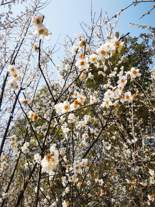 平湖生態園（圖片來源：小紅書＠雨過天清）