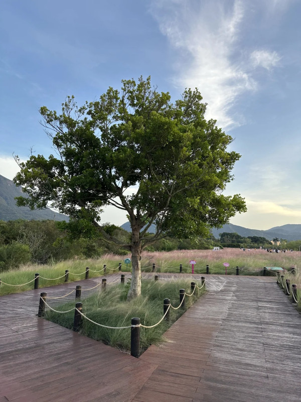 大鵬禾塘濕地公園（圖片來源：小紅書＠小野布魯西）