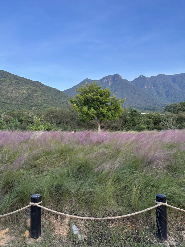 大鵬禾塘濕地公園（圖片來源：小紅書＠小野布魯西）