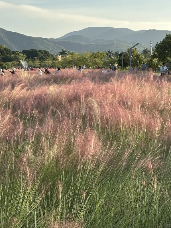 大鵬禾塘濕地公園（圖片來源：小紅書＠小野布魯西）