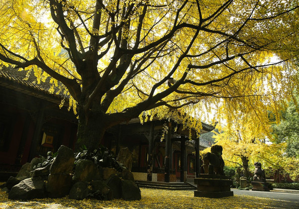 成都景點|10大成都自由行景點合集!大熊貓園/博物館/雙子塔/古城/夜市