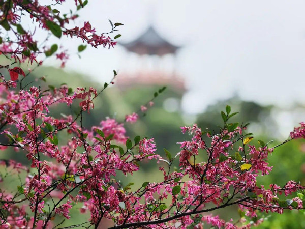 梧桐山（圖片來源：梧桐山風景區微信公眾號）