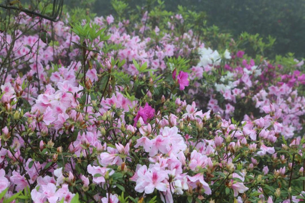 梧桐山（圖片來源：梧桐山風景區微信公眾號）