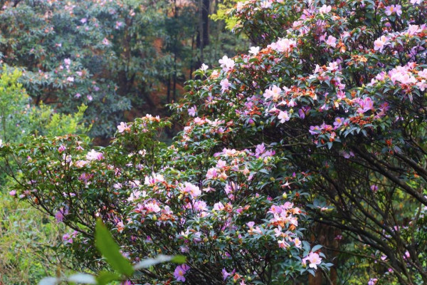 梧桐山（圖片來源：梧桐山風景區微信公眾號）