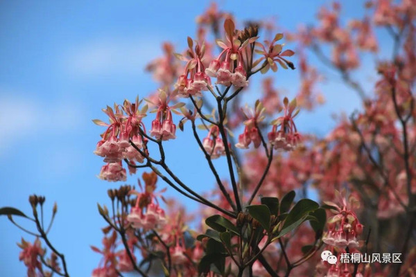 梧桐山（圖片來源：梧桐山風景區微信公眾號）