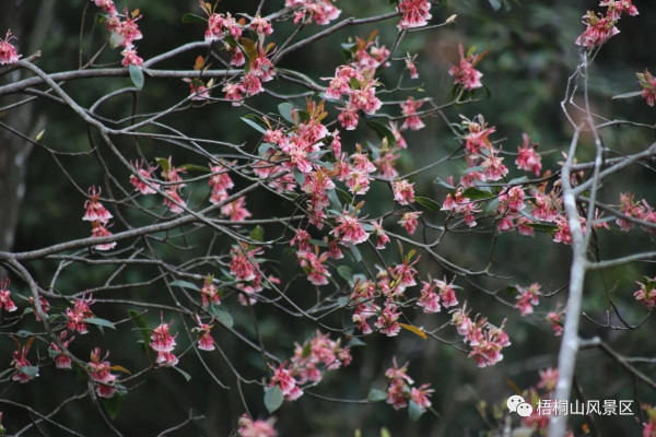梧桐山（圖片來源：梧桐山風景區微信公眾號）